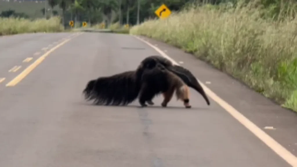 Mãe tamanduá é flagrada carregando filhote em rodovia de Bonito