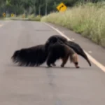 Mãe tamanduá é flagrada carregando filhote em rodovia de Bonito