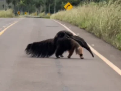 Mãe tamanduá é flagrada carregando filhote em rodovia de Bonito