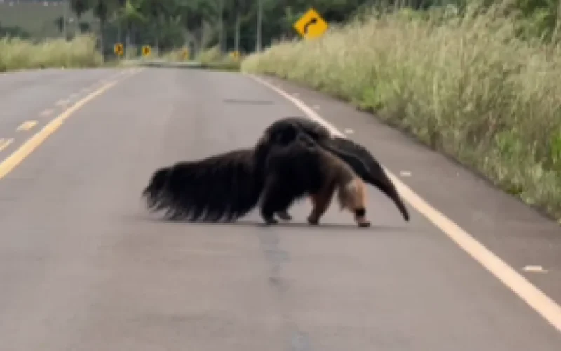 Mãe tamanduá é flagrada carregando filhote em rodovia de Bonito