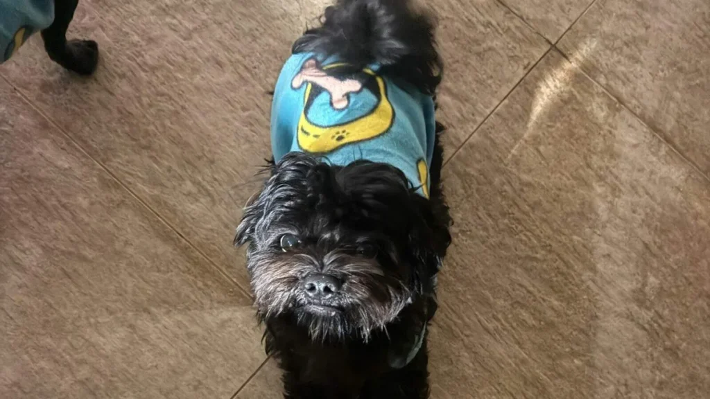Cachorro Apolo desaparece no Vida Nova, em Campo Grande