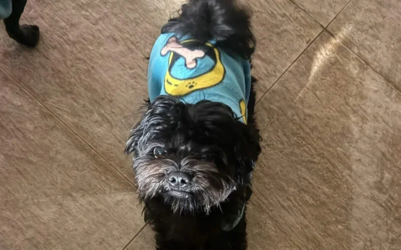 Cachorro Apolo desaparece no Vida Nova, em Campo Grande