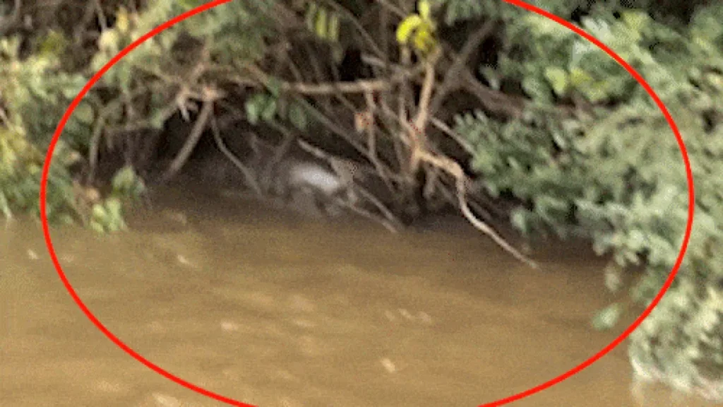 Pescador flagra sucuri de 6 metros em digestão no Rio Dourado