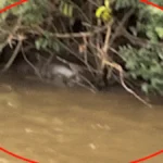 Pescador flagra sucuri de 6 metros em digestão no Rio Dourado