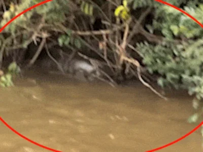 Pescador flagra sucuri de 6 metros em digestão no Rio Dourado