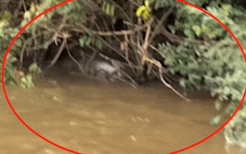 Pescador flagra sucuri de 6 metros em digestão no Rio Dourado