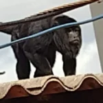 Lista de espécies ameaçadas é atualizada, mas segue com 3 animais famosos em MS
