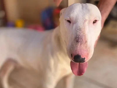 Bull terrier é resgatado em padaria e tutor é procurado
