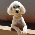 Poodle com epilepsia some no Tijuca; família faz apelo