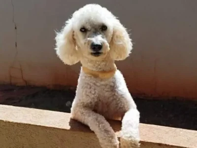 Poodle com epilepsia some no Tijuca; família faz apelo