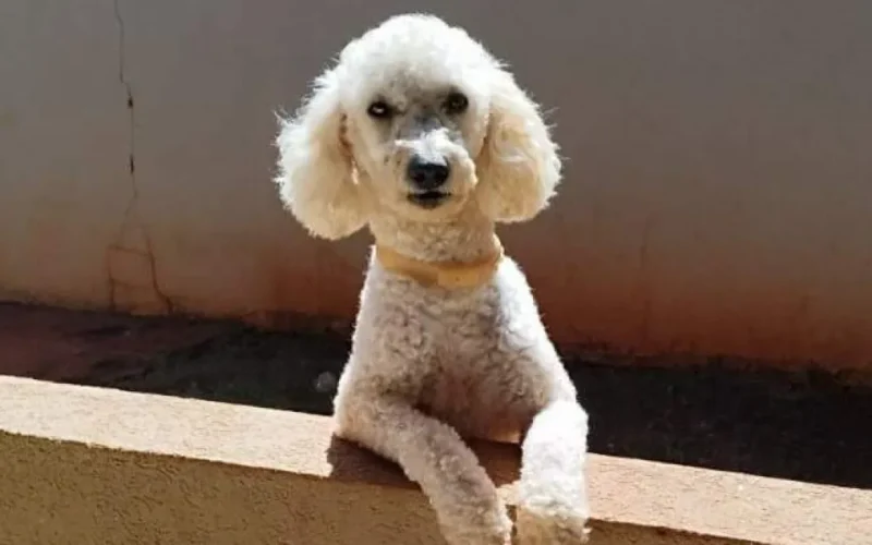 Poodle com epilepsia some no Tijuca; família faz apelo