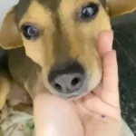 Cão Sorriso sobrevive a abandono e atropelamento e busca lar