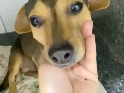 Cão Sorriso sobrevive a abandono e atropelamento e busca lar