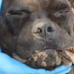 Dupla presa por invadir empresa, matar cão e queimar caminhonete