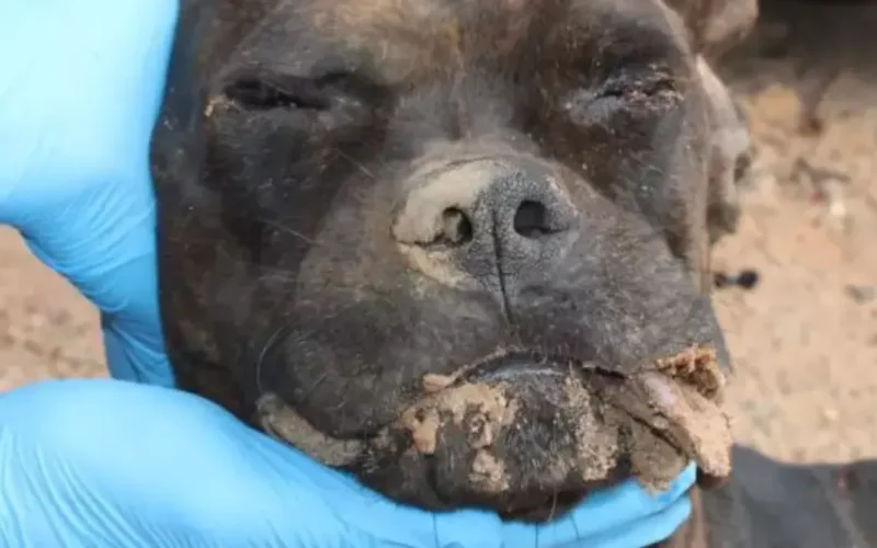 Dupla presa por invadir empresa, matar cão e queimar caminhonete