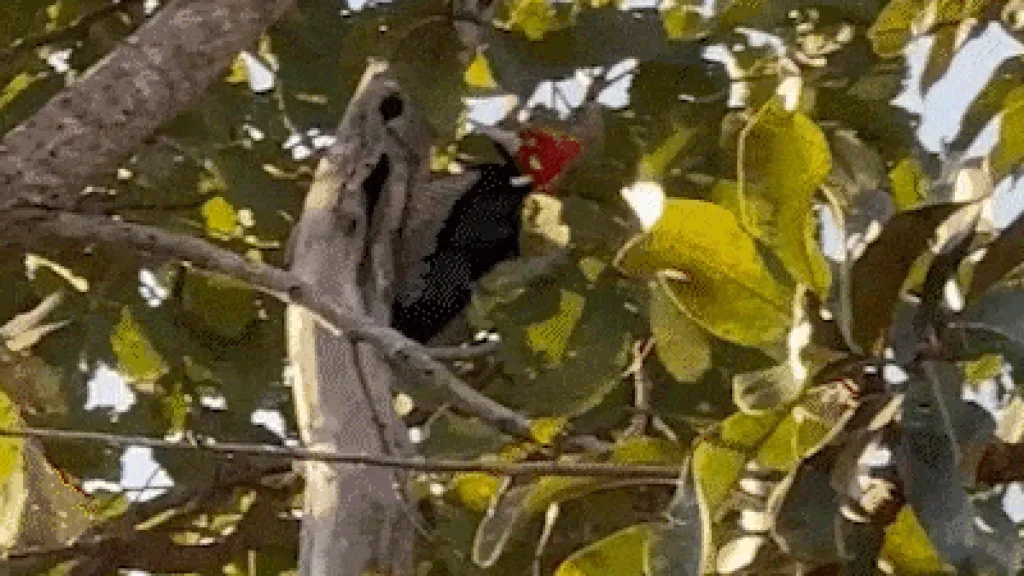 Pica-pau rouba a cena na Chácara dos Poderes
