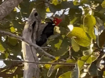 Pica-pau rouba a cena na Chácara dos Poderes