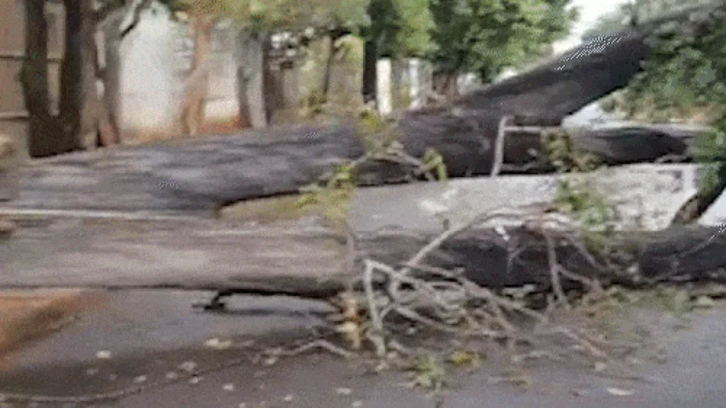 Árvore cai após temporal e bloqueia rua por 24h em Campo Grande
