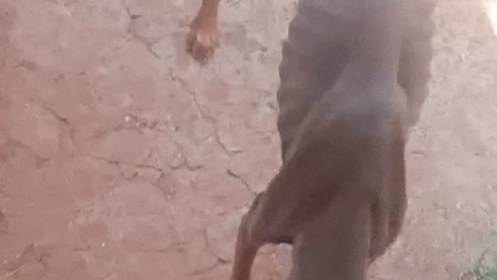 Cachorro é achado com sinais de maus-tratos em Campo Grande