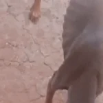 Cachorro é achado com sinais de maus-tratos em Campo Grande