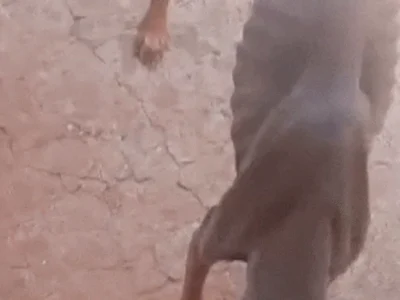 Cachorro é achado com sinais de maus-tratos em Campo Grande